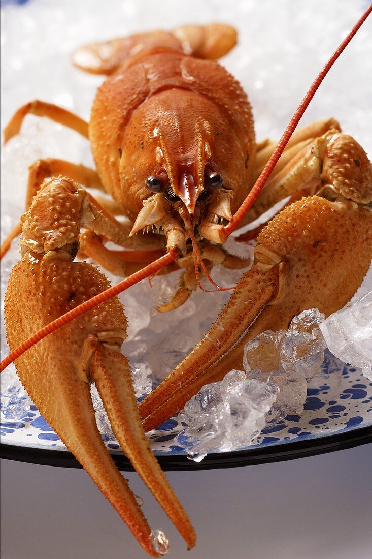 Freshwater crayfish on plate with crushed ice