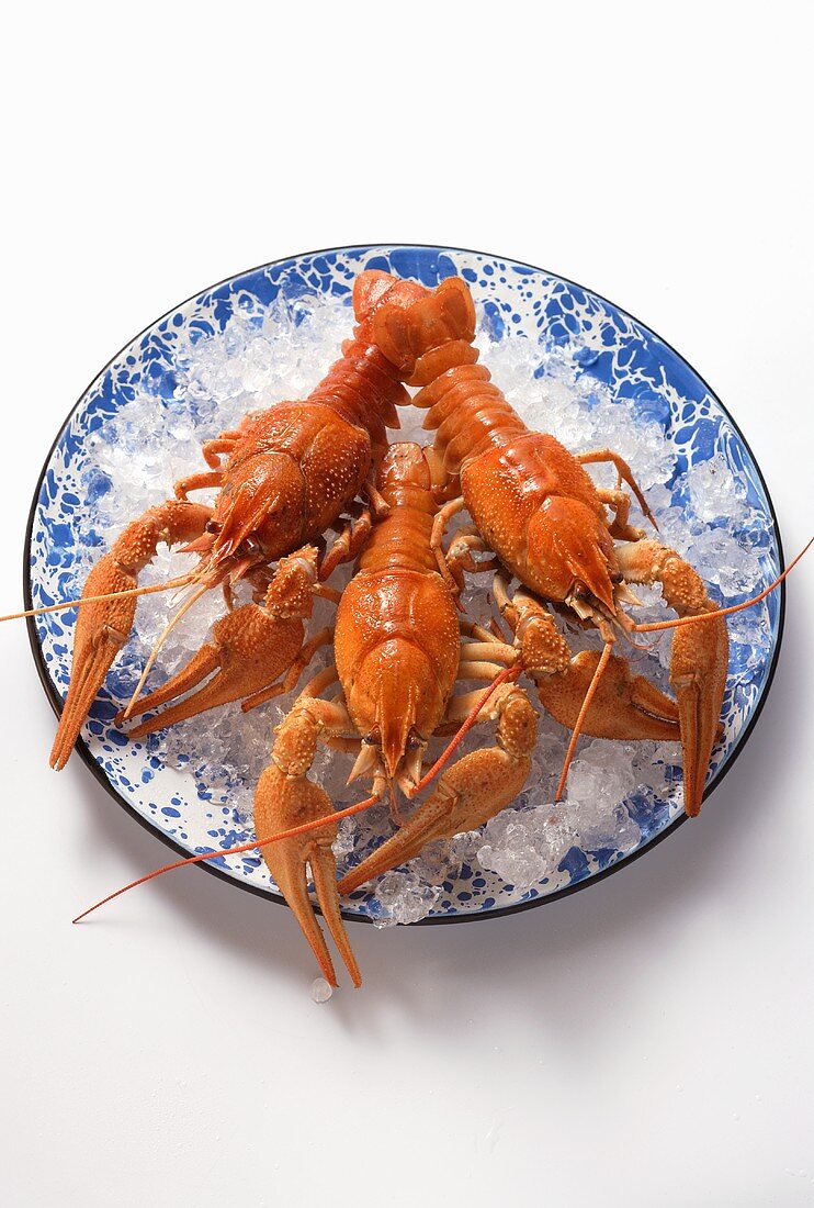 Freshwater crayfish on plate with crushed ice