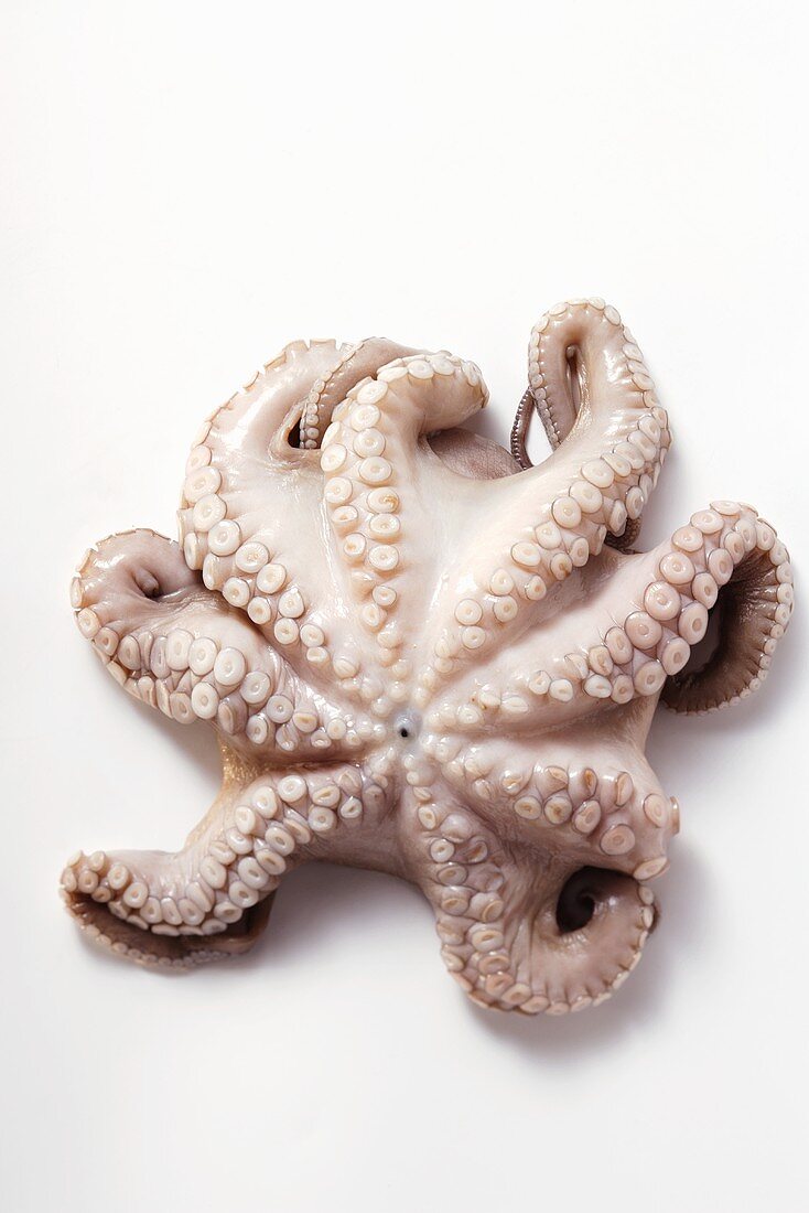 Fresh octopus