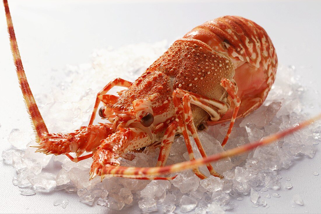 Spiny lobster on crushed ice