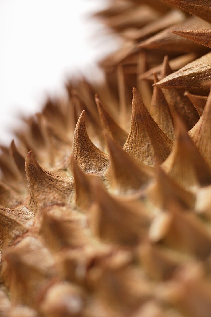 Durian (Detail von der stacheligen Schale)