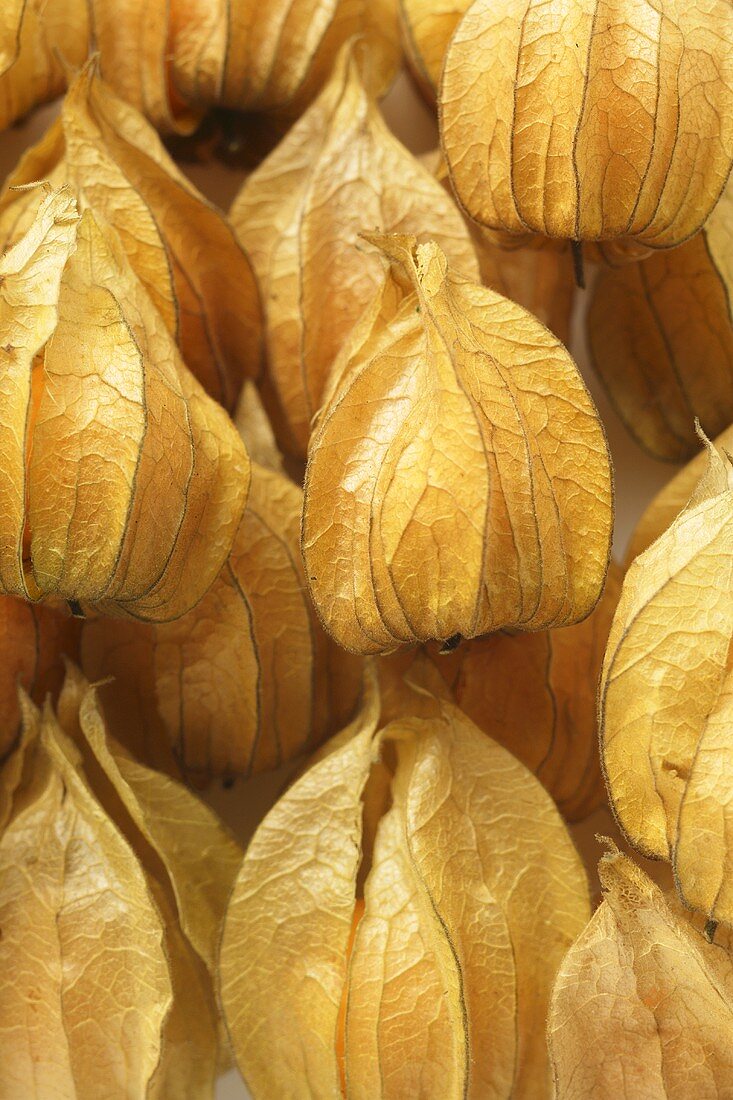 Mehrere Physalis mit Hüllen (Ausschnitt)