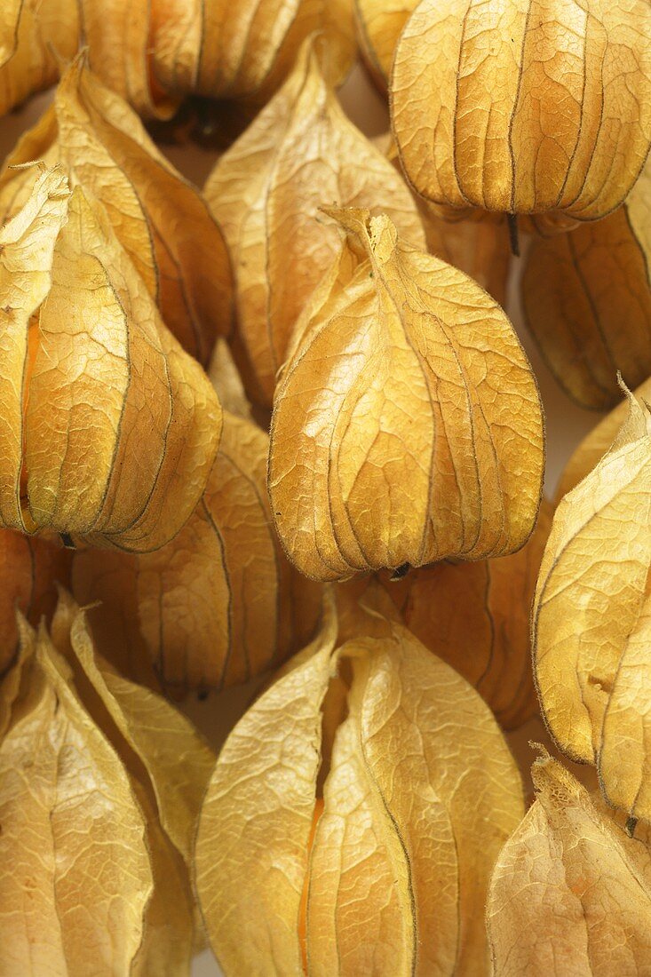 Several Physalis with calyxes (close-up)