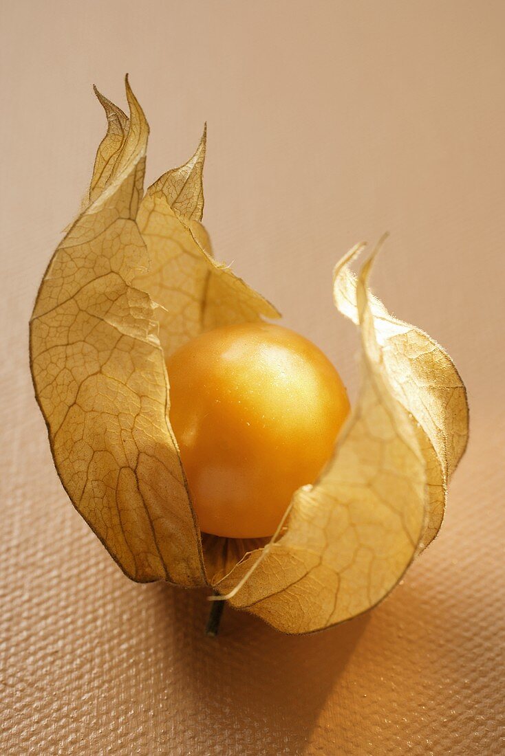 Eine Physalis mit Hülle auf orangefarbenem Untergrund