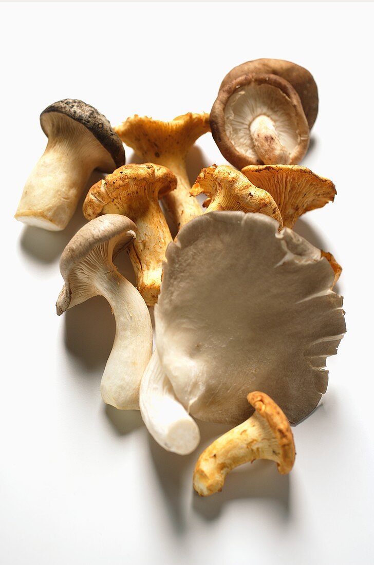 Oyster mushrooms, king oyster mushrooms and chanterelles