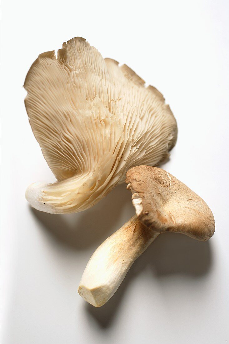 Two oyster mushrooms