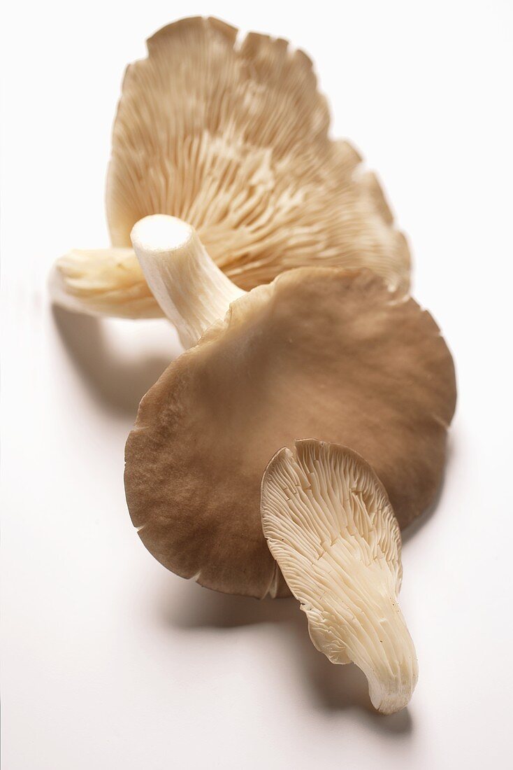 Three oyster mushrooms