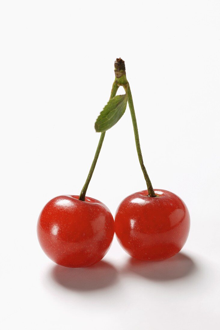 A pair of sour cherries with stalk and leaf