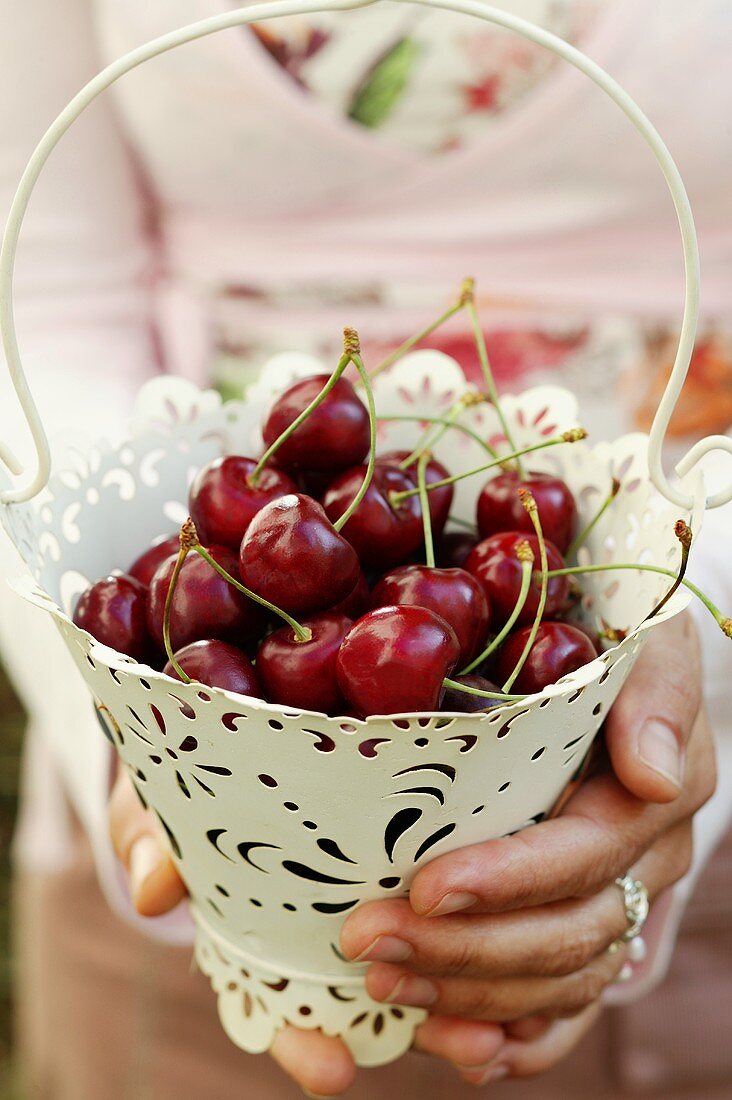 Hands holding white metal bucket of red cherries