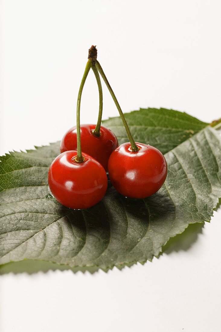 Three sour cherries on stalk on leaf