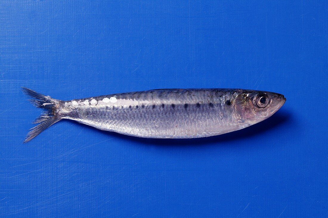 A sardine on blue background