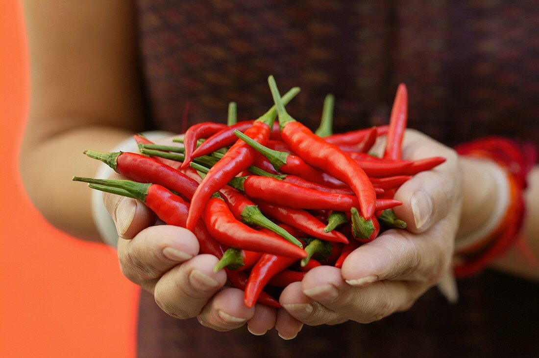 Hands holding fresh red chili peppers