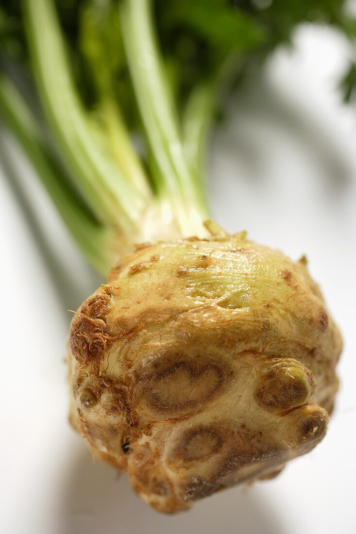 Celeriac (close-up)