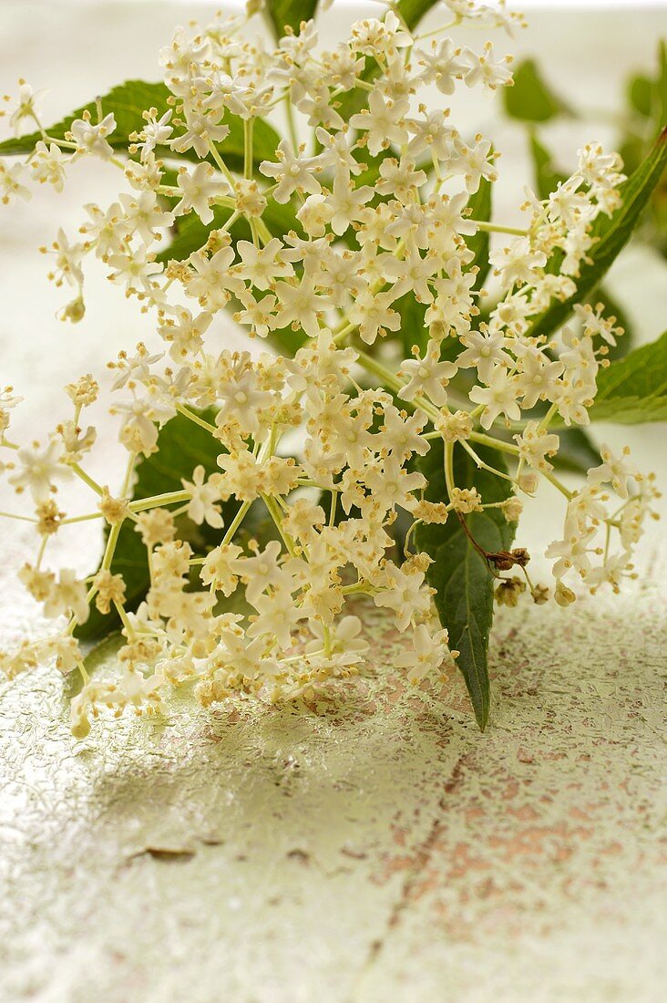 Elderflowers