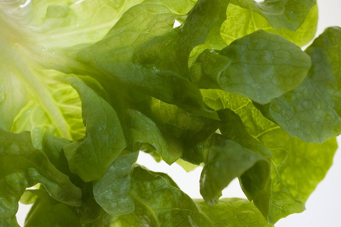 Lettuce, close-up