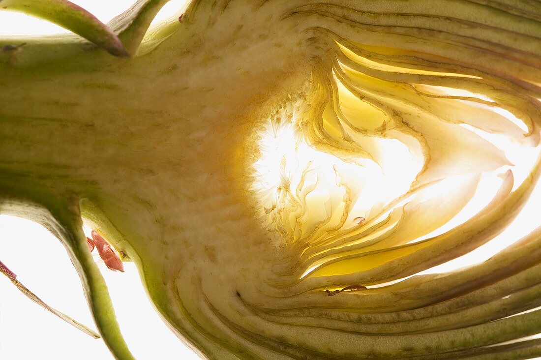 Artichoke, backlit