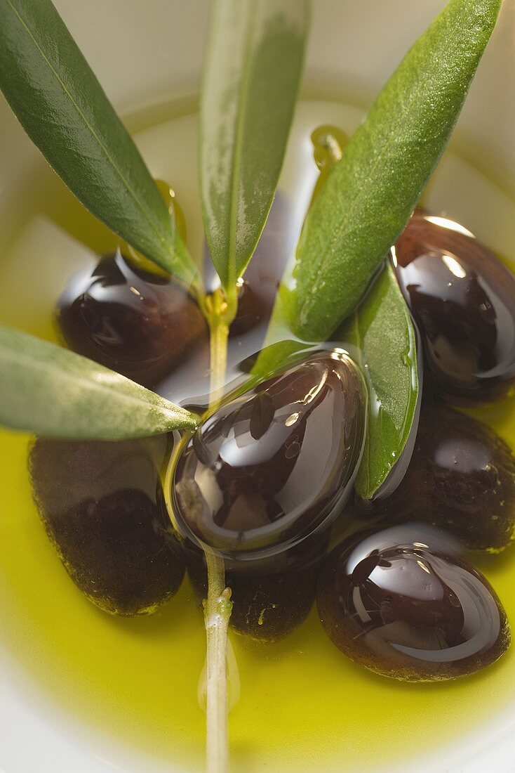 Olive oil, black olives and olive branch in bowl