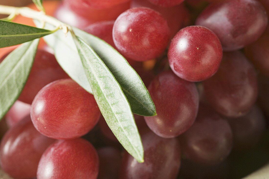 Rote Trauben mit Olivenzweig