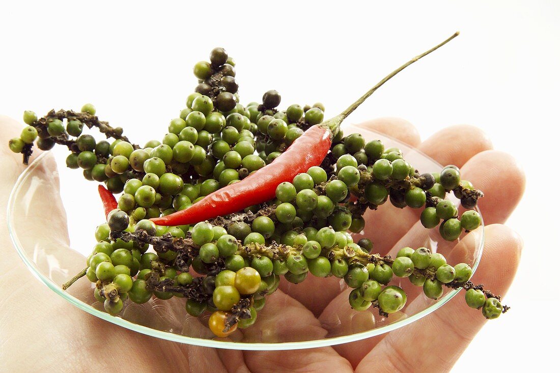 Hand holding glass plate with green pepper and chili pepper