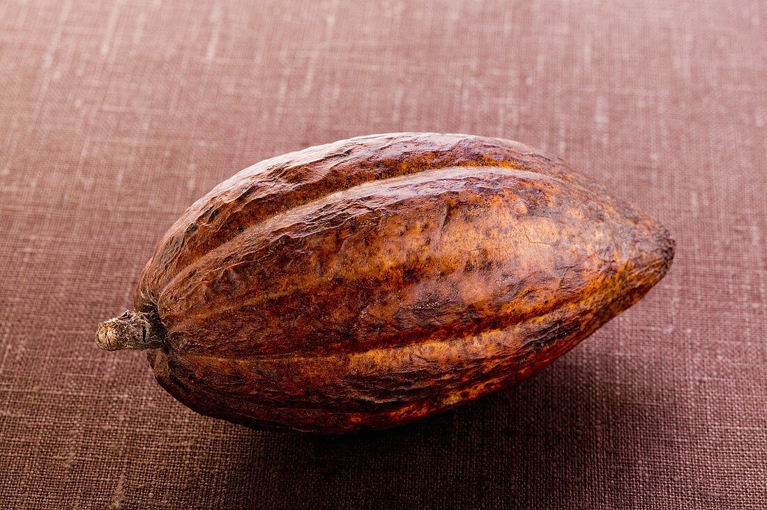 Kakaofrucht auf braunem Untergrund