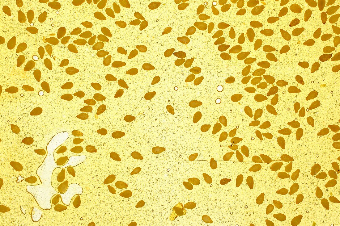Candied sesame seeds (close-up)