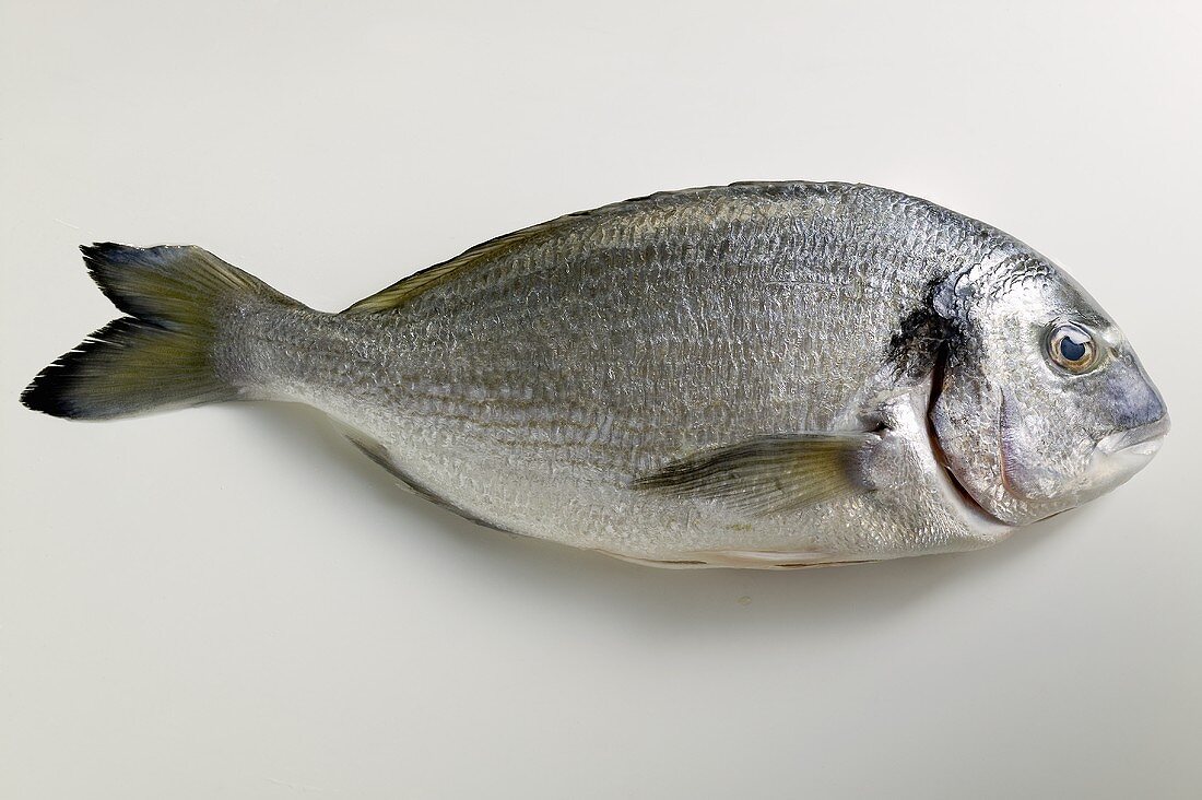 Fresh sea bream