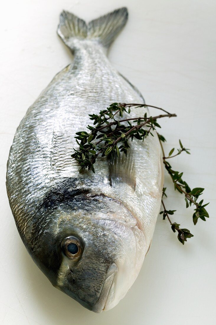 Fresh sea bream with thyme