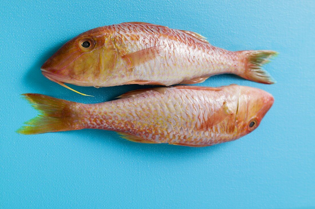 Two red mullet on blue background