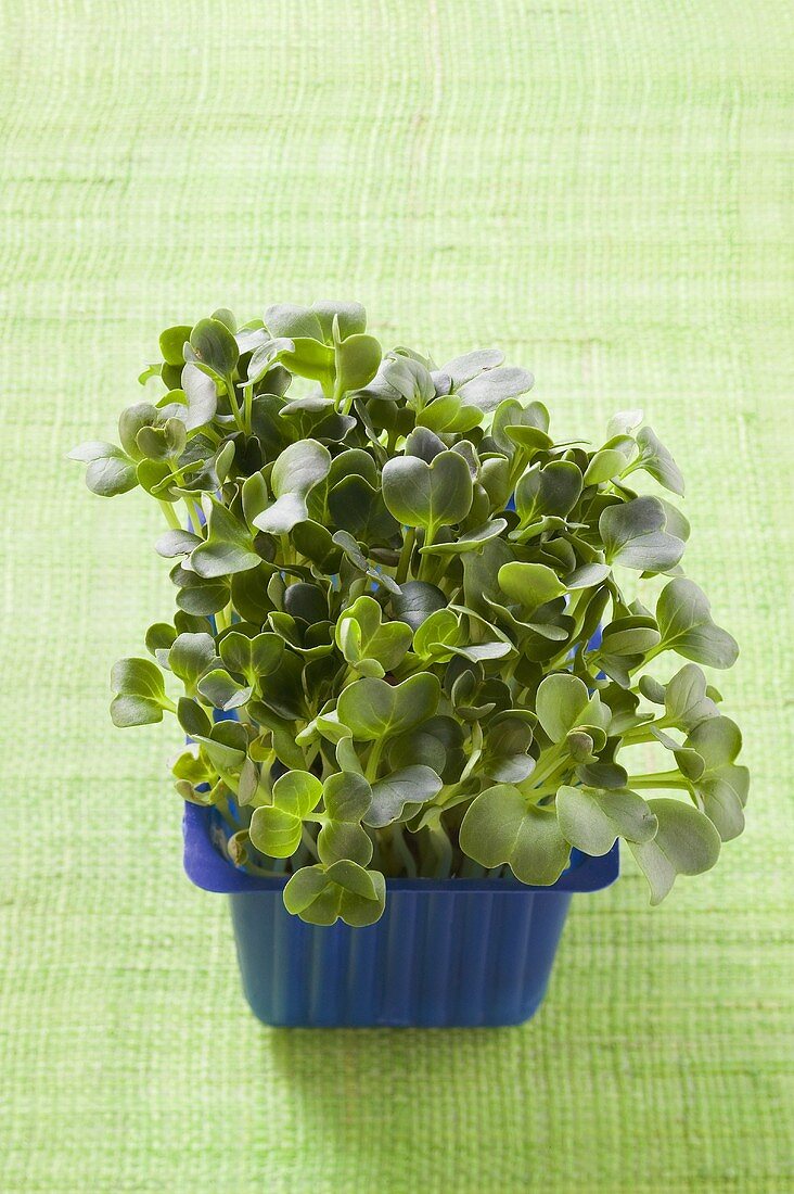 Daikon cress in plastic punnet