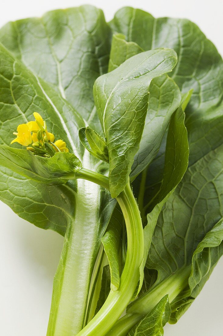 Choi sum (Chinese flowering cabbage) with flowers