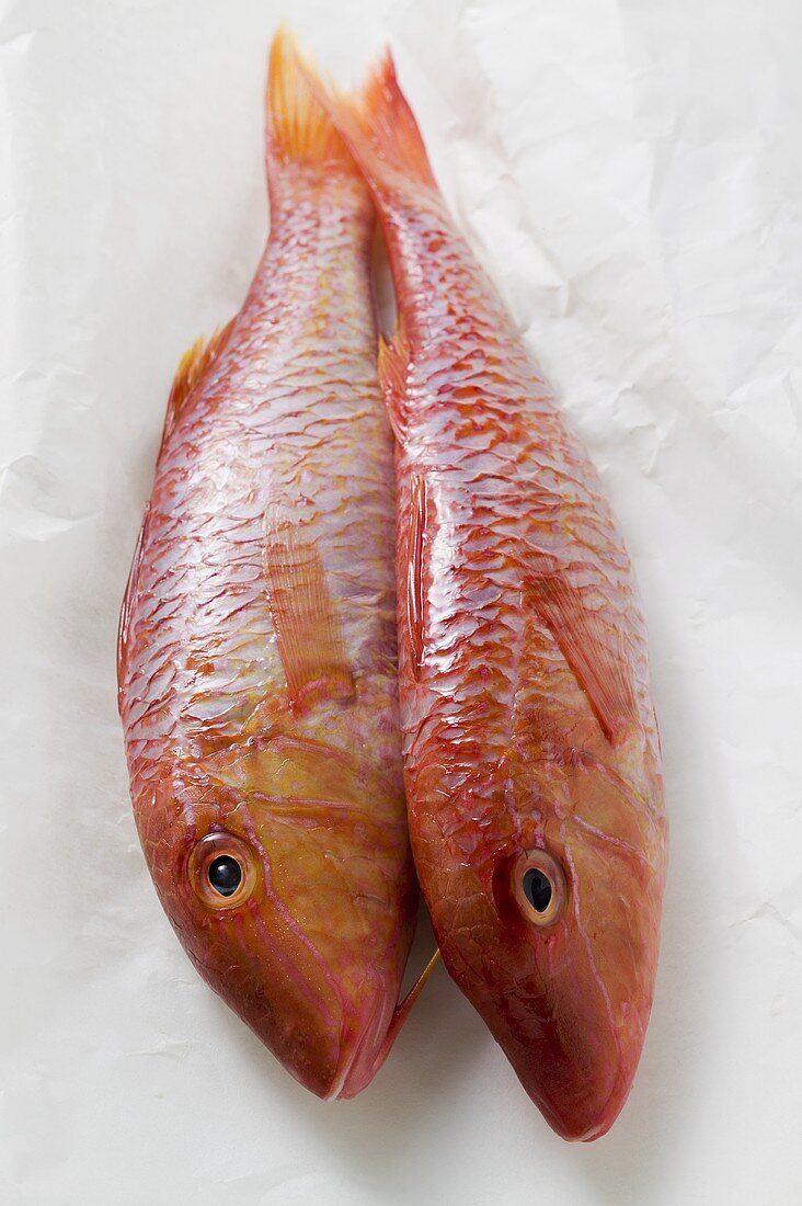 Fresh red mullet on paper