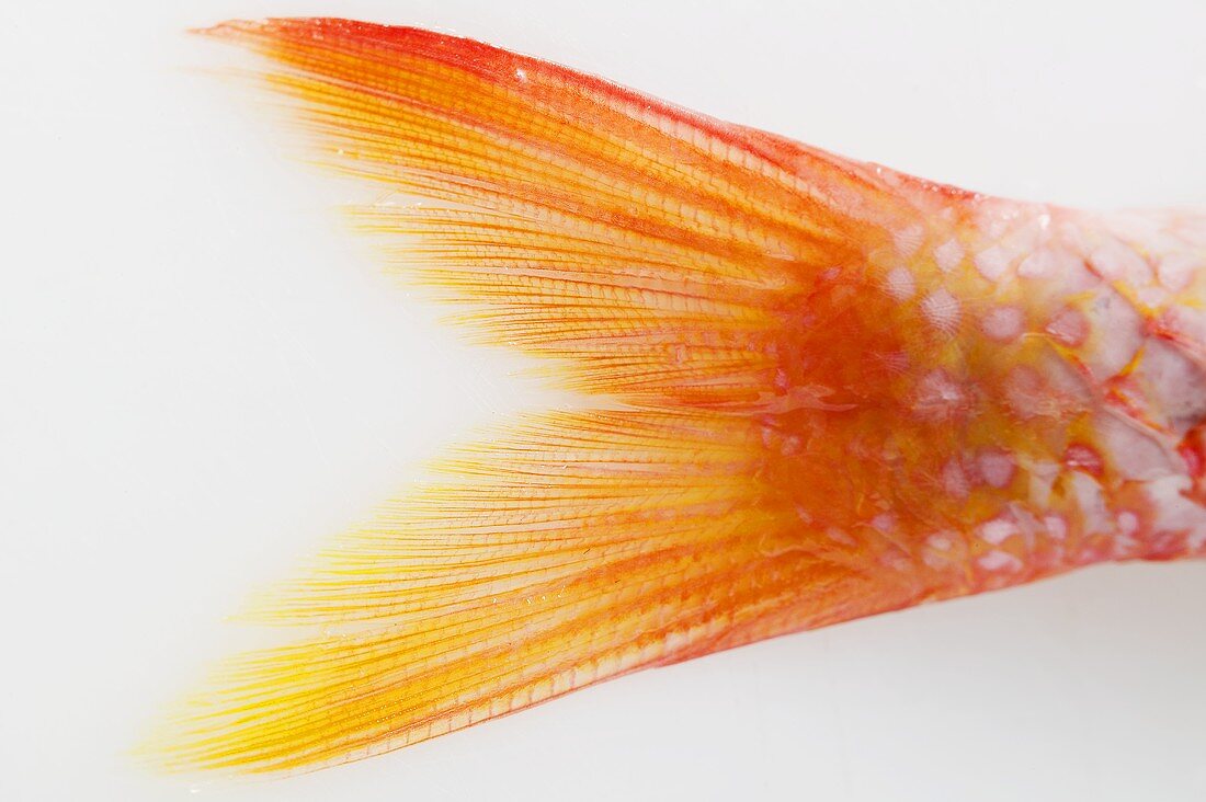 Fresh red mullet (detail of tail)