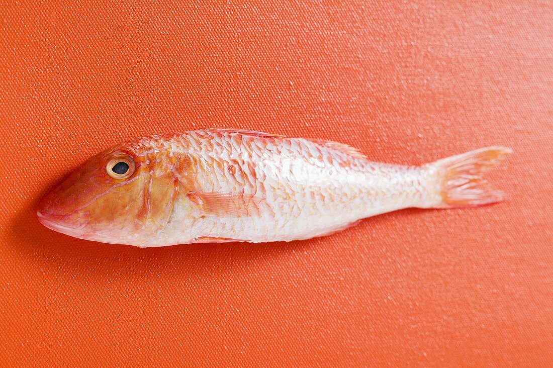 Fresh red mullet on red background