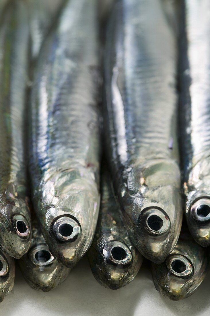 Several fresh anchovies (close-up)