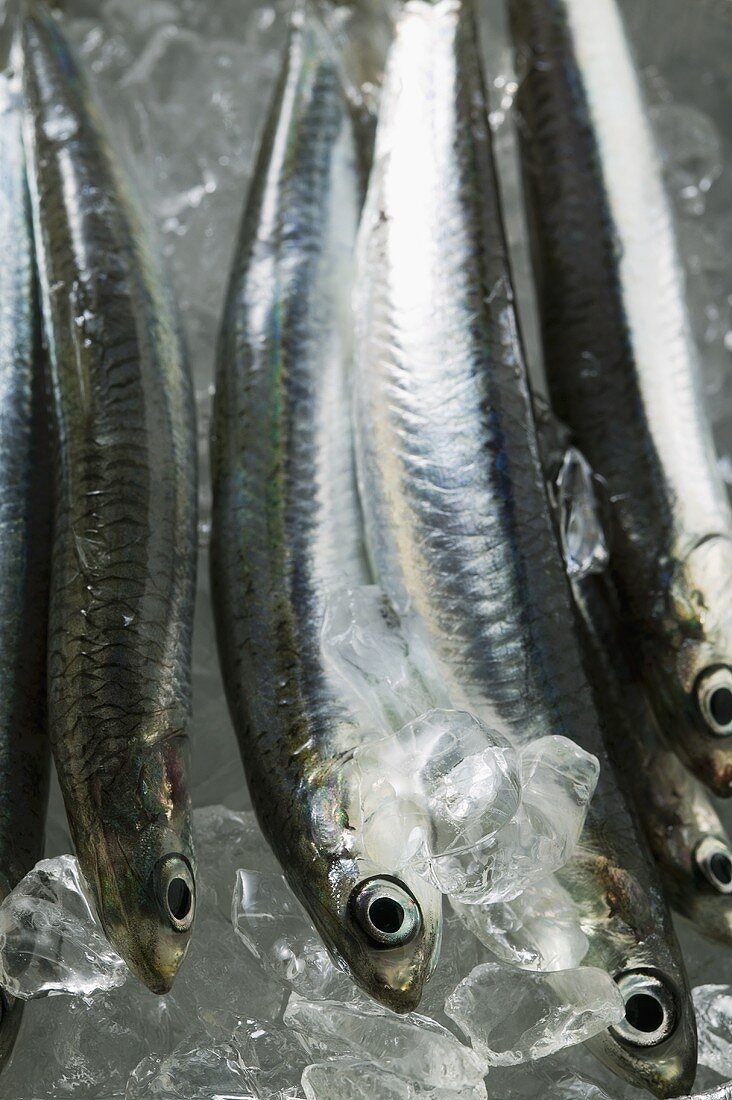 Several fresh anchovies on ice