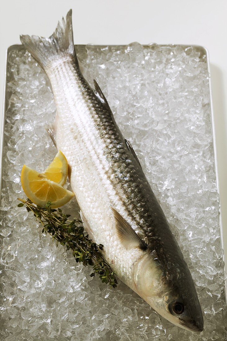 Grey mullet on ice