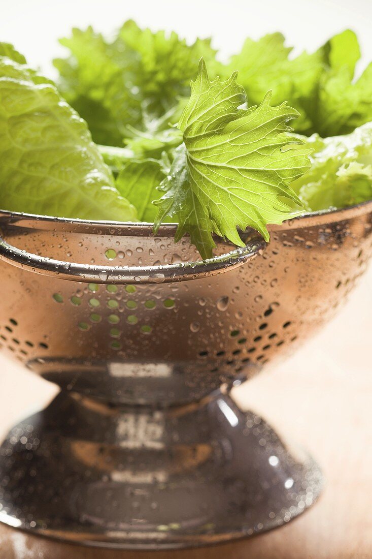 Freshly washed salad leaves in colander