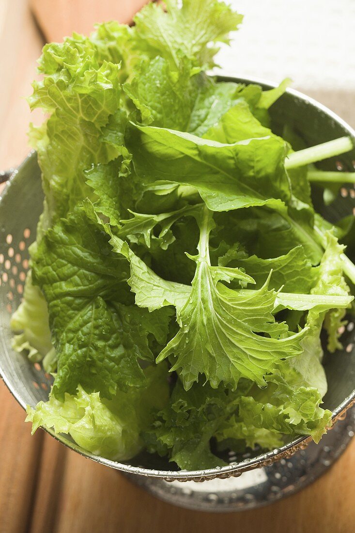 Frisch gewaschener Blattsalat im Salatsieb