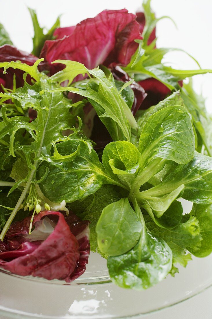 Gemischter Blattsalat auf Glasteller