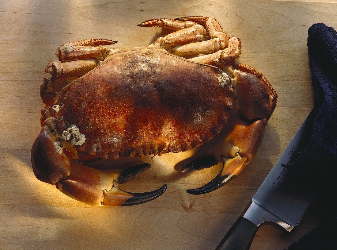 Boiled Common Edible Crab