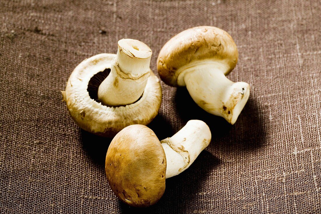 Three shiitake mushrooms