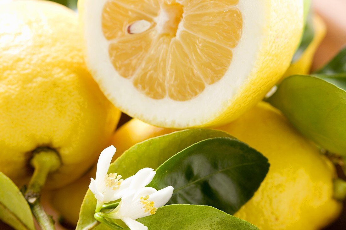 Lemons with leaves and blossom