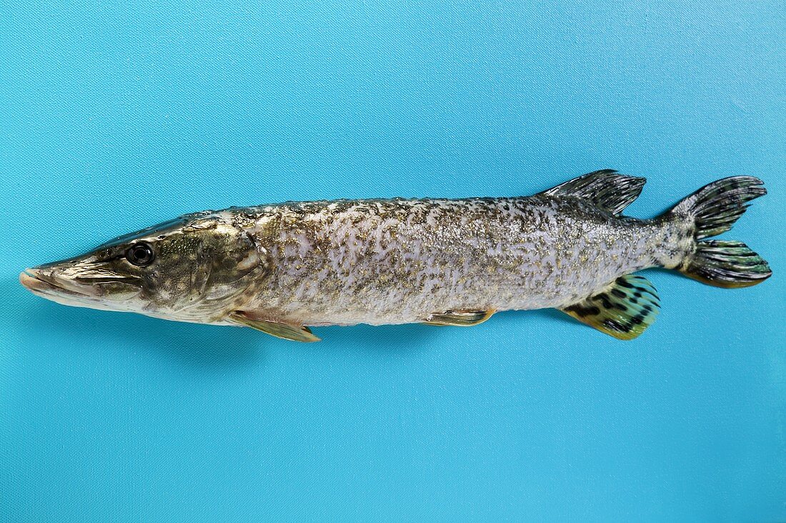 Whole pike against blue background