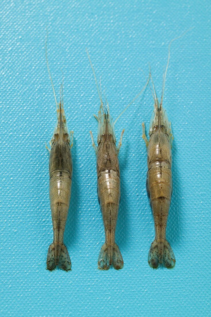 Three raw shrimps on blue background