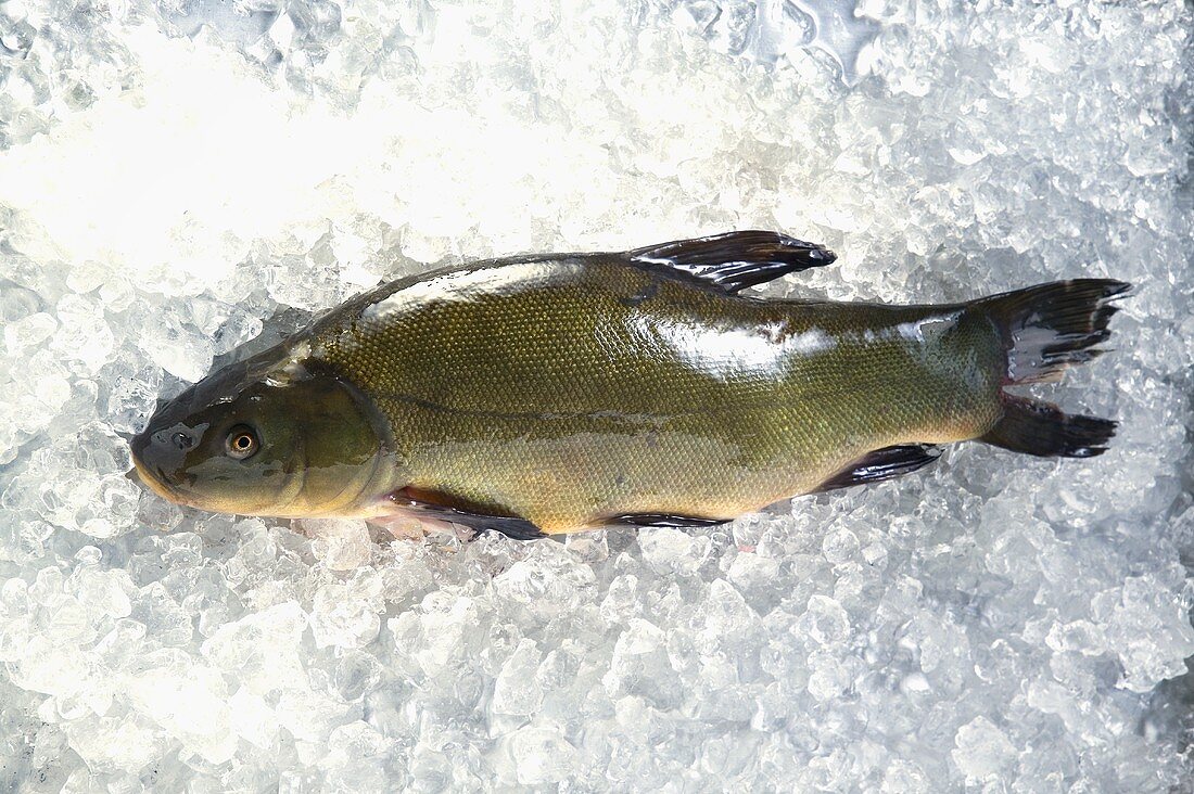 Whole tench on ice