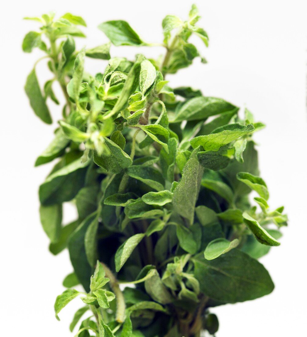 Fresh oregano