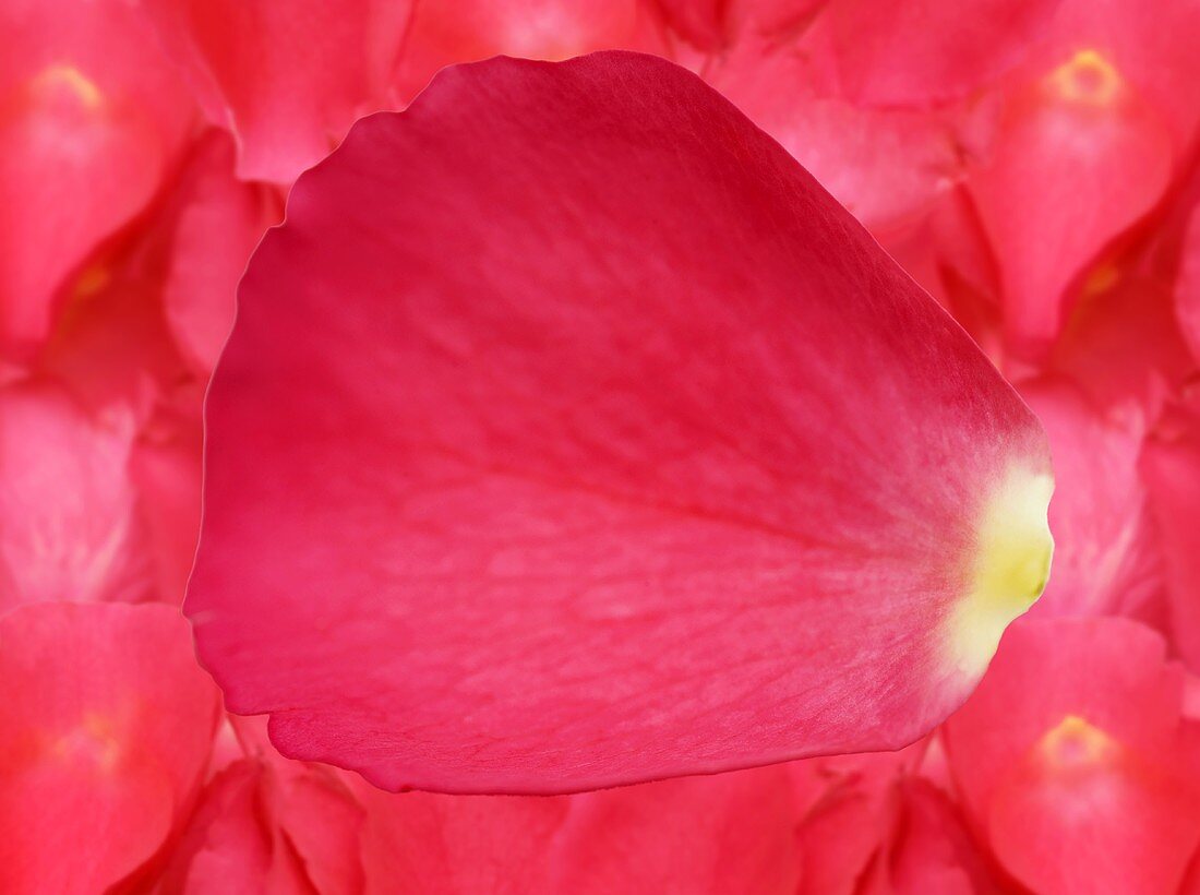 Pink rose petals (close-up)