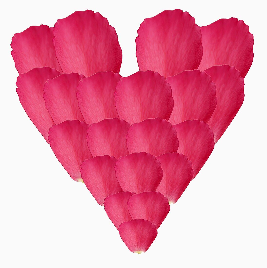 Heart made from pink rose petals