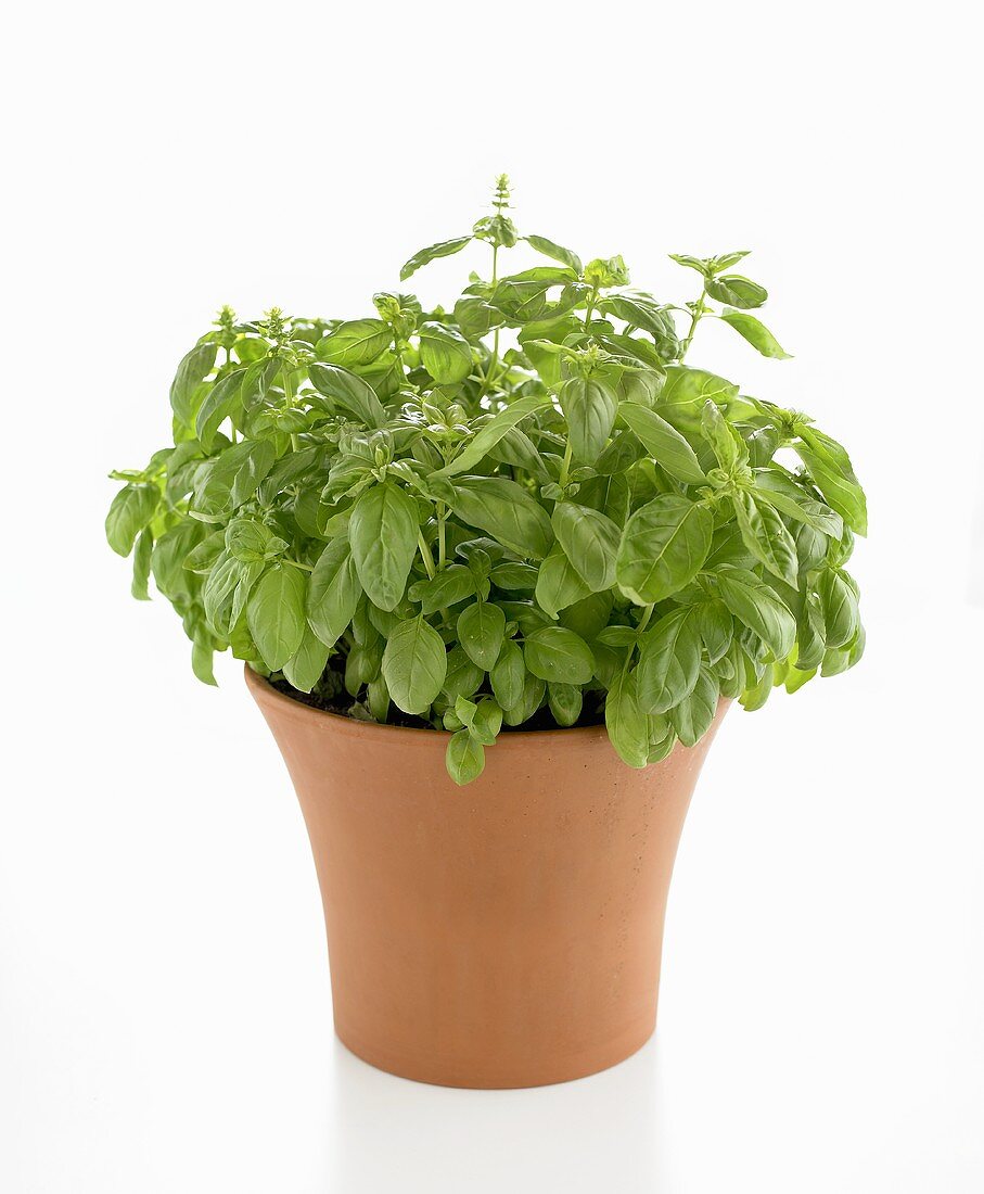 Basil in pot