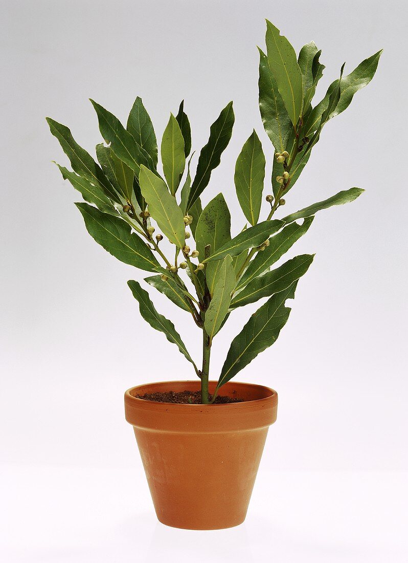 Bay tree in flowerpot